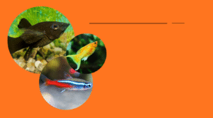 Aneka Jenis Ikan Hias