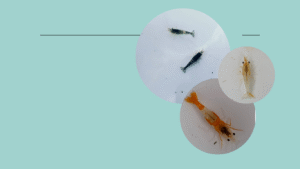 Selamat datang di Website PT. Lantunan Alam Hayati